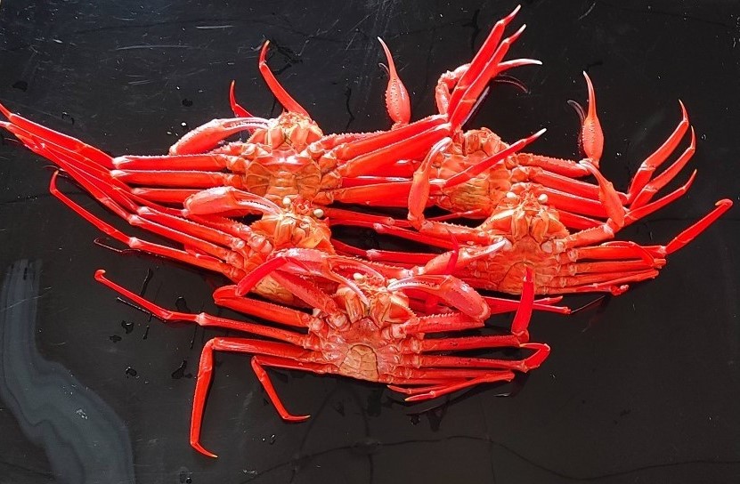 激安訳あり紅ズワイガニ9.1キロ規格！早い者勝ち！実入り6割！B品5
